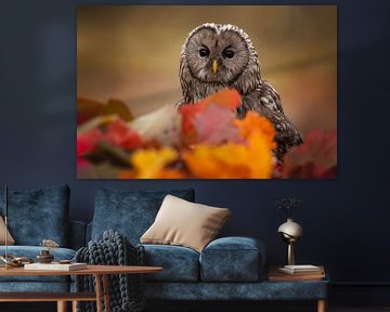 owl in the autumn foliage