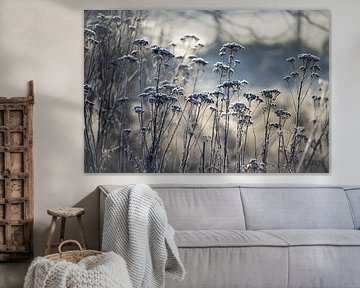 Met vorst bedekte wilde bloemen, blauwe tinten
