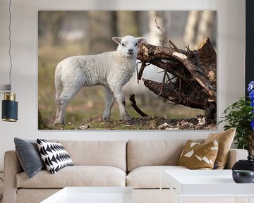 Drentse Heideschaap lamb by Debbie Rijnders