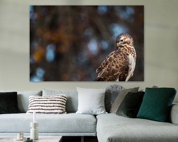 Schöner Bussard von Danny Slijfer Natuurfotografie