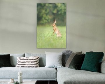 Lièvre dans la plaine inondable sur Danny Slijfer Natuurfotografie