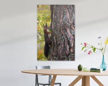 Curious Squirrel by Danny Slijfer Natuurfotografie