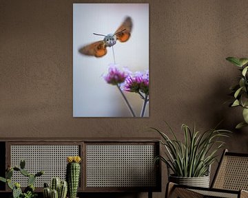 De kolibrievlinder van Danny Slijfer Natuurfotografie