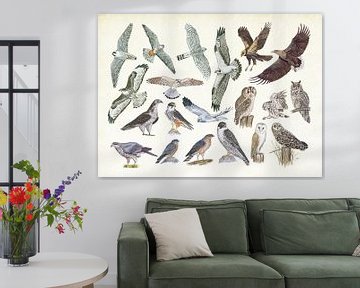 Birds of prey and owls by Jasper de Ruiter