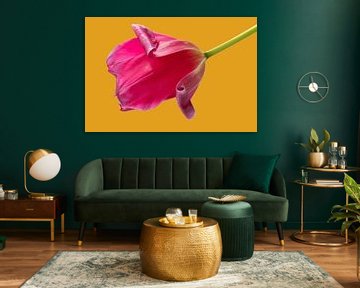 Tulipe rose solitaire avec fond ocre sur Bloemportret
