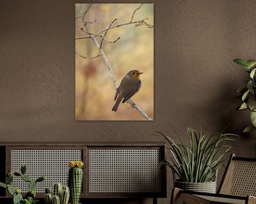 The robin by Danny Slijfer Natuurfotografie