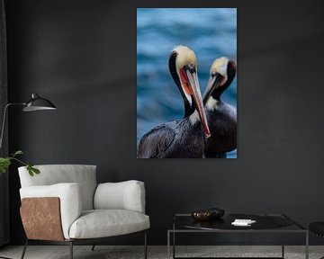 Portret van twee bruine pelikanen in La Jolla van MvdW Media / Manon van de Wiel
