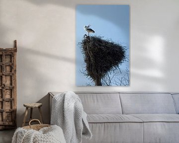 Cigogne sur le nid sur Danny Slijfer Natuurfotografie