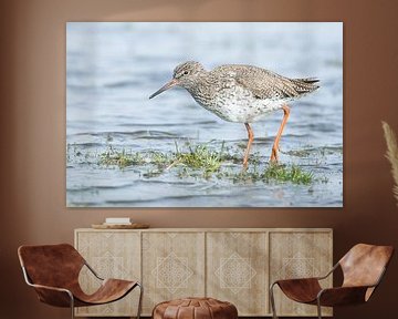 The redshank by Danny Slijfer Natuurfotografie