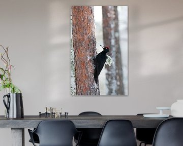 Black Woodpecker, Dryocopus martius by Beschermingswerk voor aan uw muur