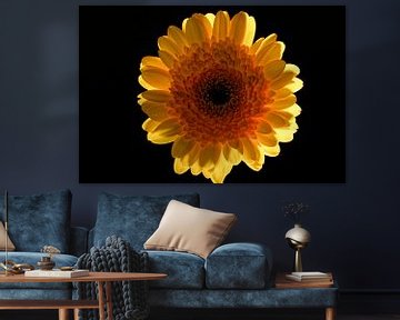 Un Gerbera jaune en contre-jour sur un fond noir sur Hein Fleuren