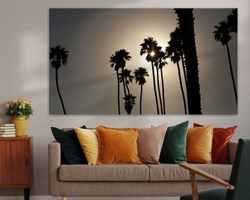 Palmbomen, silhouetten, Santa Barbara, Californië, Verenigde Staten van Guido van Veen