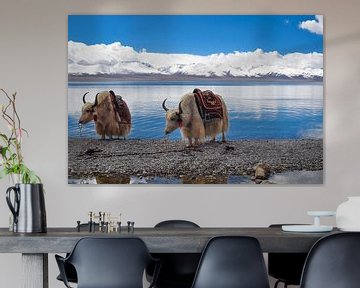 2 yaks in Tibet by Dennis Timmer