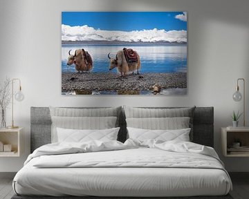 2 yaks in Tibet von Dennis Timmer