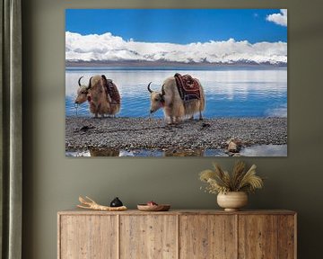 2 yaks in Tibet von Dennis Timmer