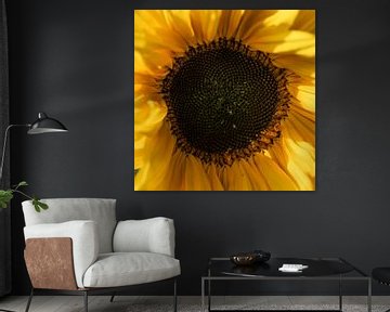 Herz der Sonnenblume von Samantha van Leeuwen