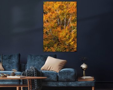 Autumn in the Cape Forest