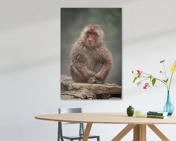 Japanese macaque van BL Photography