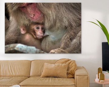 Macaque breastfeeding by BL Photography