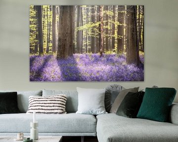 Spring Forest - Beautiful Hallerbos