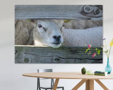 Texel lamb by Debbie Rijnders