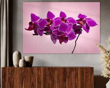 Fleurs d'orchidées roses sur Raphotography