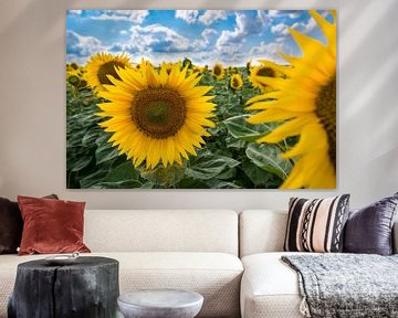 Champ de tournesols sous un ciel nuageux sur Raphotography