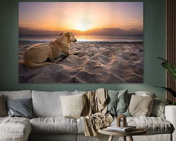 Chien sur la plage au coucher du soleil sur Raphotography