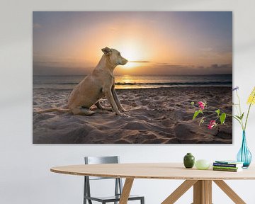 Hond op het strand bij zonsondergang van Raphotography