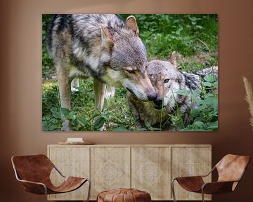 Heimisches Wolfspaar von Raphotography