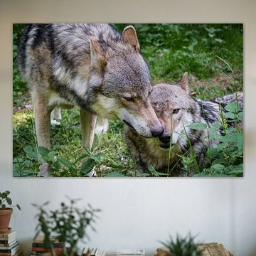 Domestic wolf pair