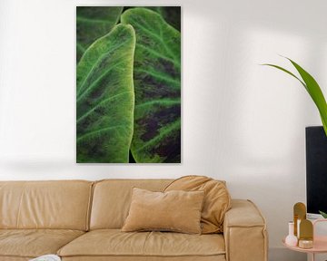 Soft texture on a green tropical leaf art print - nature photography by Christa Stroo fotografie