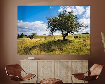 Old trees on meadow with stones by Raphotography