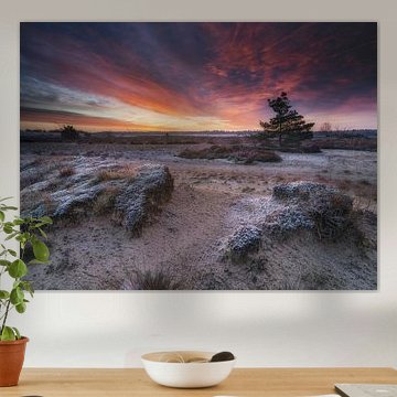 Loonse & Drunense dunes