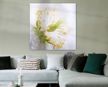 Das Herz einer weißen Blume (Helleborus) mit Tröpfchen von Marjolijn van den Berg