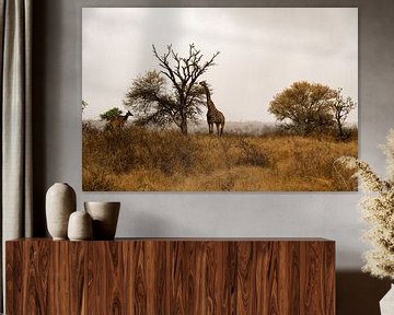 Mistige Morgen in Kruger - Giraffen aan het ontbijt van Lenneke Maasland