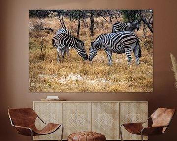 Ontluikende liefde - Zebra's in Krugerpark van Lenneke Maasland