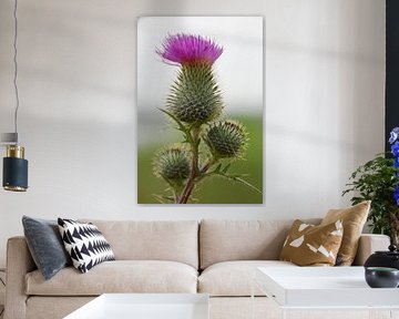 distel