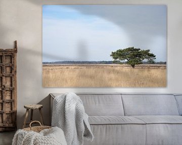 boom in de duinen van appelscha