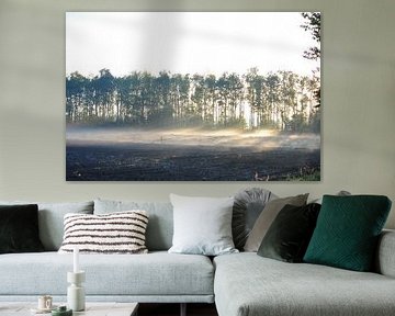 ochtendmist en zon door de bomen