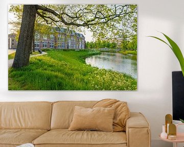 Oud schoolgebouw in Zwolle Overijssel met boom op de voorgrond van Bart Ros