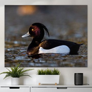 Un canard morillon dans la dernière lumière du soir.