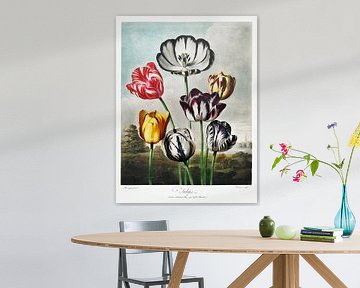 Tulips from The Temple of Flora (1807) by Robert John Thornton.