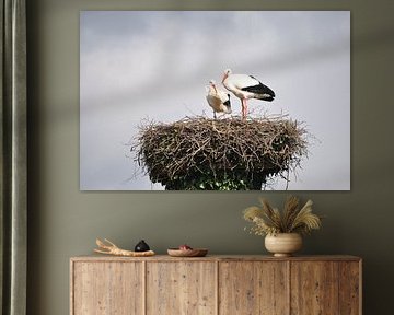 ooievaars op hun nest