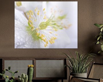 Pastel: white flowers (Helleborus) with droplets by Marjolijn van den Berg