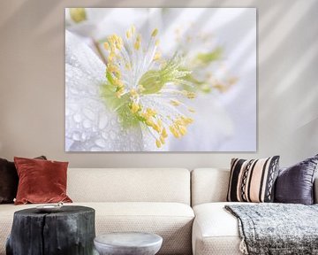 Pastel: white flowers (Helleborus) with droplets by Marjolijn van den Berg