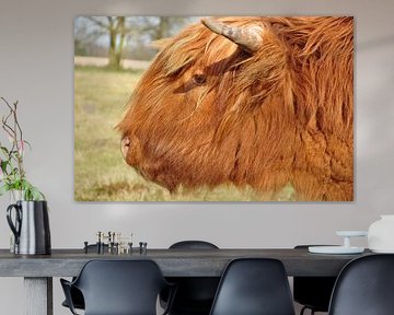 kop schotse hoogalnder