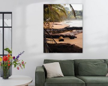 Trees on the beach in Caribbean Panama by Felix Van Leusden