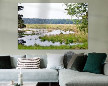 dwingelerveld