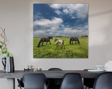 Les chevaux dans la zone de la digue extérieure peuvent Friesland- Noorderleeg.